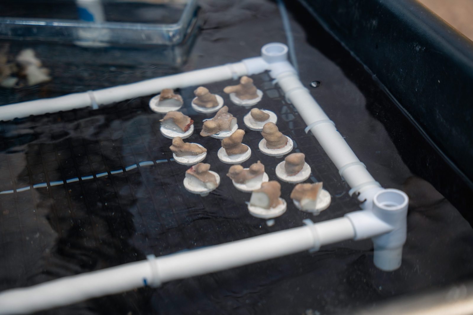 Coral fragments growing in a nursery