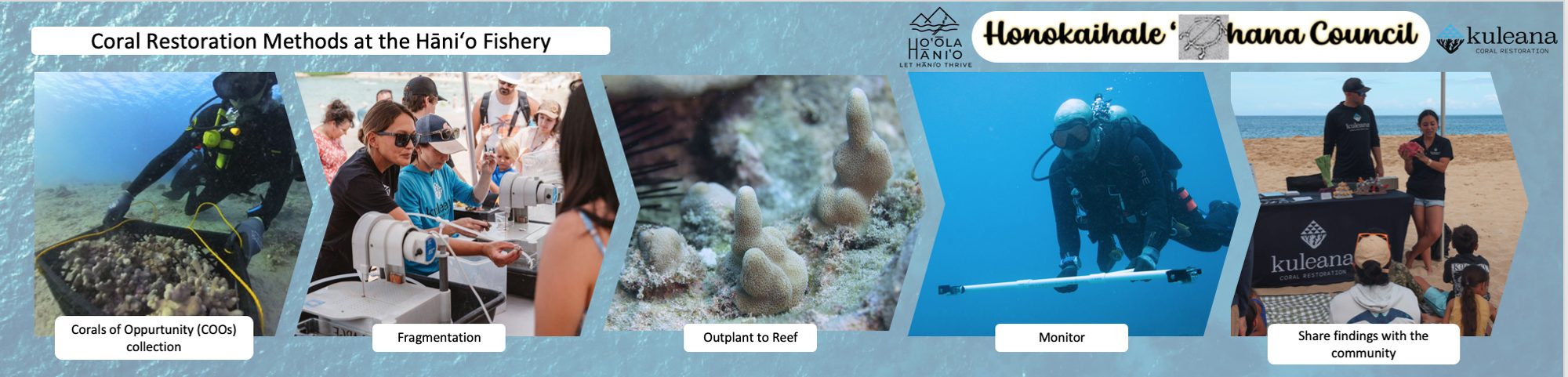 Coral restoration methods at Hāniʻo: corals of opportunity collection, fragmentation, outplant to reef, monitor, share findings with the community